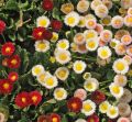 20 Plus Daisy Mix Flower Seeds. 