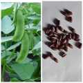 Dolichos Semphali Simi Seeds For Garden And Balcony -20 To 30 Seeds In Average(Loose Seeds). 