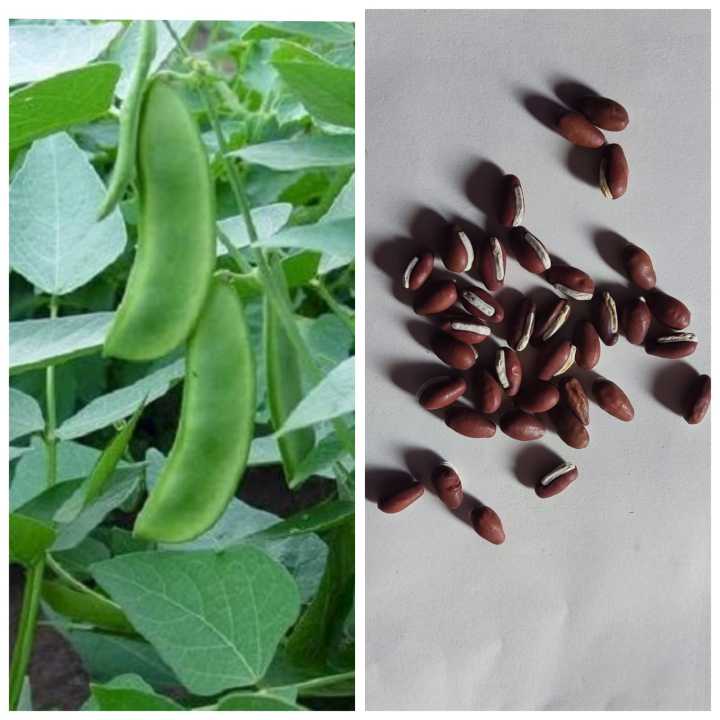 Dolichos Semphali Simi Seeds For Garden And Balcony -20 To 30 Seeds In Average(Loose Seeds)