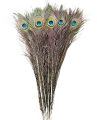 5 Pcs Peacock Feather / Mayur Ko Pwakh. 
