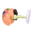 4D Assembled Human Anatomical Model Brain Model, Brain Structure Model, Student Teaching and Explanation Model. 