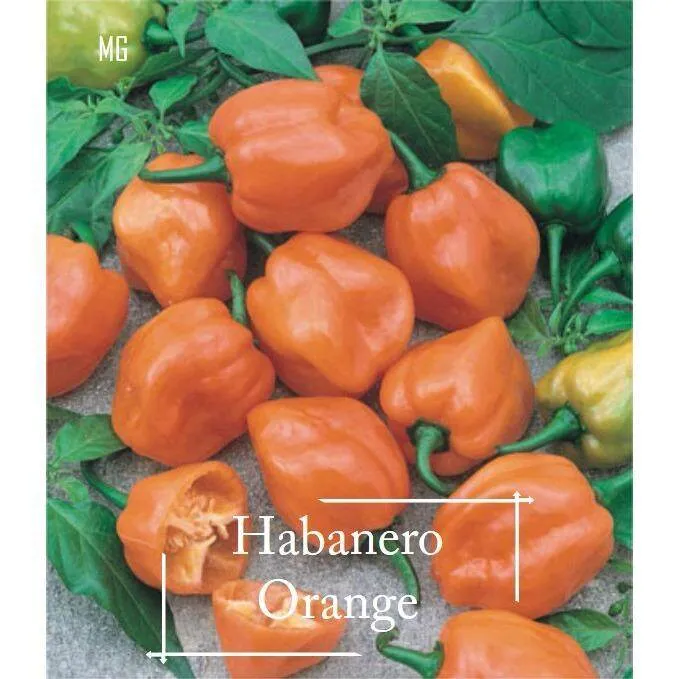 Benih%20Super%20Cili%20Habanero%20-%2020%20biji%20-%20Image%202