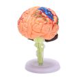 4D Assembled Human Anatomical Model Brain Model, Brain Structure Model, Student Teaching and Explanation Model. 