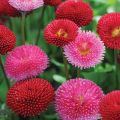 20+ Loose Packed Seed Of Daisy-Monstrosa Double Mix Flower, Excellent Quality Seed Can Grow All Over Nepal. 