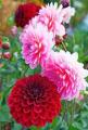 Gardening Dahlia Mixed Colours Flower Seed (One Packet Omaxe). 