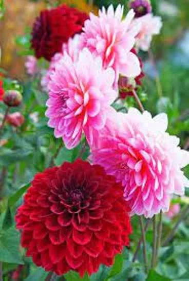 Gardening%20Dahlia%20Mixed%20Colours%20Flower%20Seed%20(One%20Packet%20Omaxe)%20-%20Image%205
