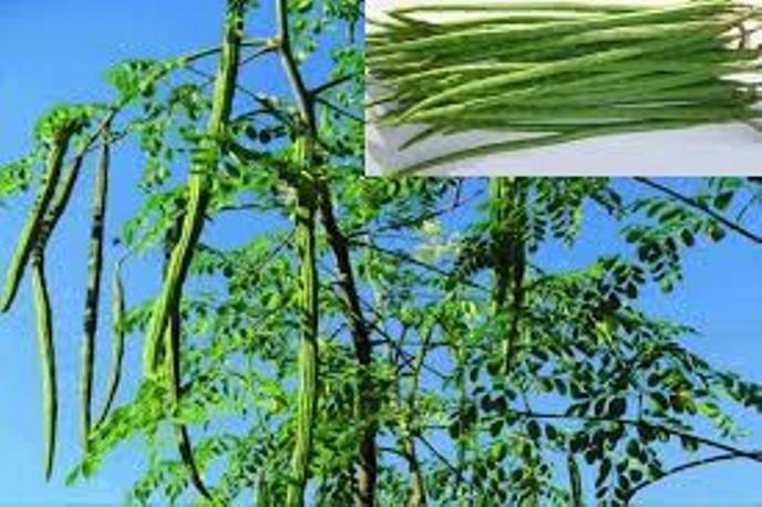 Vegetable Seeds - 1 Packet Drumstick -Moringa Hybrid Seeds Green -Long Vegetable Dwarf Variety Plant Seeds
