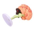 4D Assembled Human Anatomical Model Brain Model, Brain Structure Model, Student Teaching and Explanation Model. 