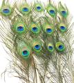 Mayurko Puwakh (Peacock Feather) Set of 5 pcs By Mitrata. 