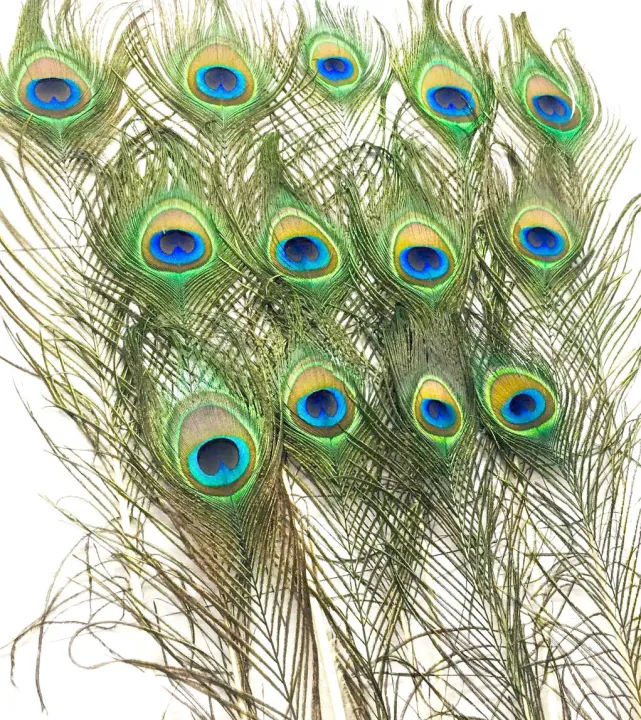 Mayurko%20Puwakh%20(Peacock%20Feather)%20Set%20of%205%20pcs%20By%20Mitrata%20-%20Image%203