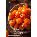 Benih Super Cili Habanero - 20 biji. 
