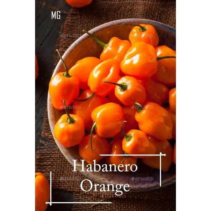 Benih%20Super%20Cili%20Habanero%20-%2020%20biji%20-%20Image%203