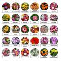 All Time All Seasons 15 Types Of Flower Seeds - Baramase Flower Seeds. 