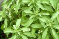 20 Plus Seeds Of Stevia (Sugar leaf) - Herb Seeds For Planting (Loose Packet). 