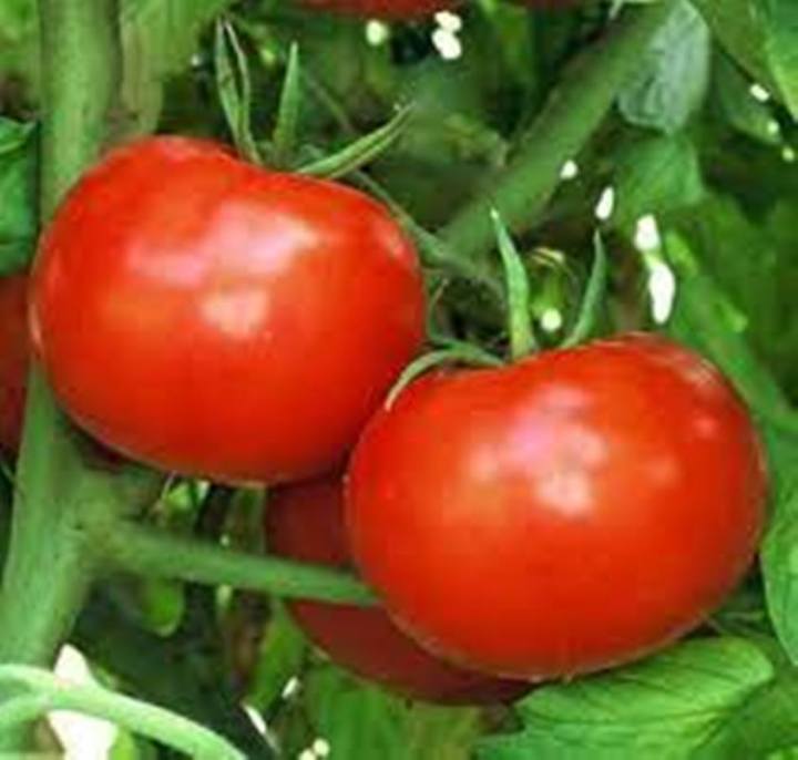 1 Gram Tomato Seeds Krypton