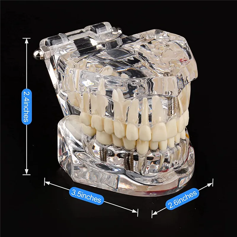 Dental odel Sall/ Transparent Adult Teeth odel, aterial: PVC