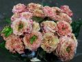 Japanese Ranunculus Flower Seeds For Your Home & Garden pack of 20 to 30 seeds (green with pink). 