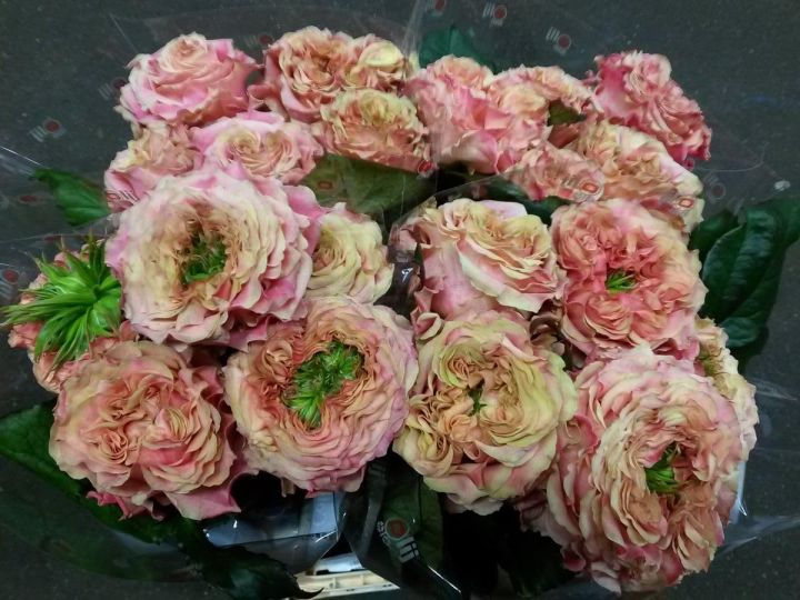 Japanese%20Ranunculus%20Flower%20Seeds%20For%20Your%20Home%20&%20Garden%20pack%20of%2020%20to%2030%20seeds%20(green%20with%20pink)%20-%20Image%202