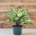 Aglonima Snow white Indoor Plant | For Home Décor | Decorative Plant. 