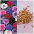 Centurea Corn Flower Mix Seeds For Garden And Balcony -20 Seeds In Average(Loose Seeds). 