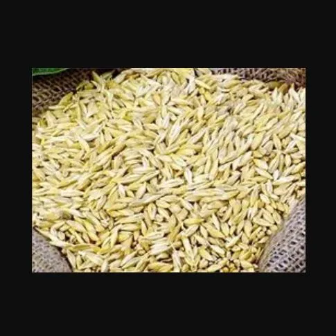Jau%20%7C%20Barley%20Grain%20Seed%20%20500%20GM%20-%20Image%202