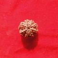 Rudraksha Original Nepali Eight Face / 8 Mukhi Rudraksha Brown Colour For Man, Woman And Child. 
