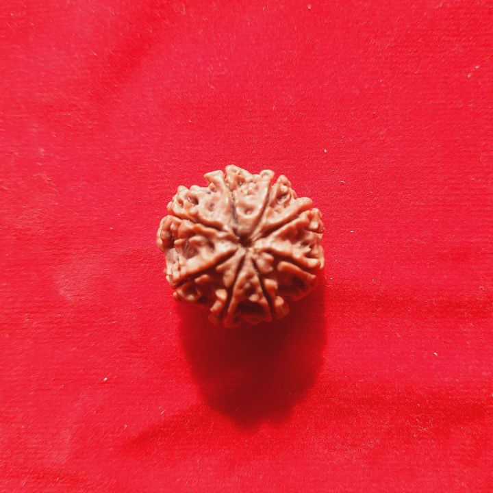 Rudraksha%20Original%20Nepali%20Eight%20Face%20/%208%20Mukhi%20Rudraksha%20Brown%20Colour%20For%20Man,%20Woman%20And%20Child%20-%20Image%203