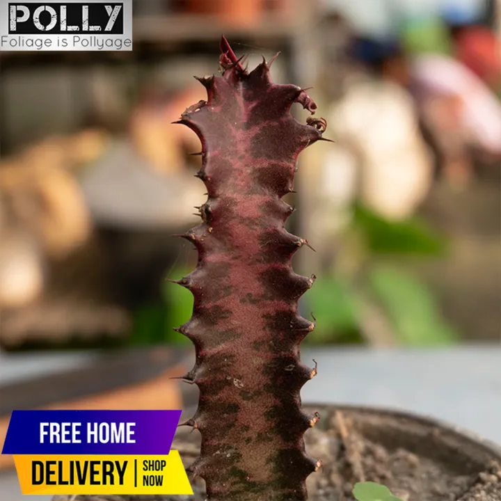 Euphorbia%20Trigona%20Rubra,%20Live%20Natural%20Plants,%20Live%20Succulents%20-%20Image%202