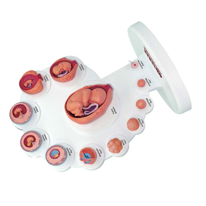 4D Human Embryo Development Anatomical Model Fetal Growth Organ ...