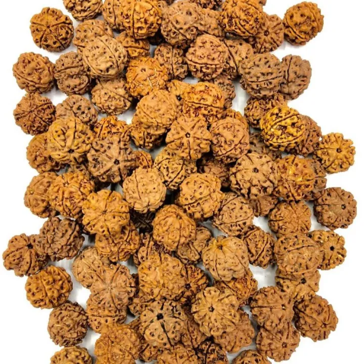 Original%20Nepali%205%20Mukhi%20Rudraksha%20For%20Puja%201%20kg%20-%20Image%206