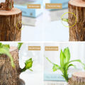 Brazilian Wood Water Green Plant Raise Lucky Wood Potted Small Tree People Indoor Hydroponic Four Seasons Plants JINBING. 