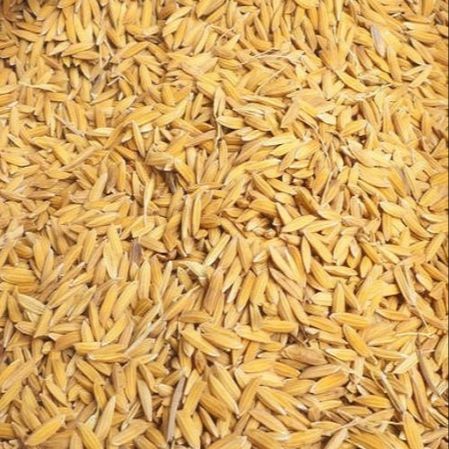 Puja Samagri Paddy Seeds/Dhan 500g