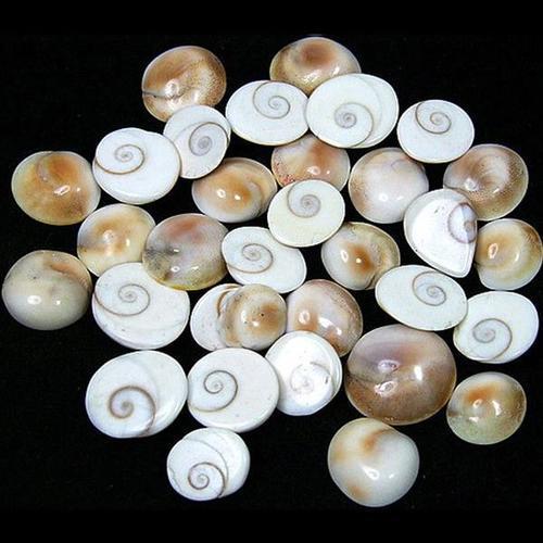 Gomati%20Chakra%2040Gm%20%20/%20Navi%20Sankha%20%20-%2020Pc%20/%20Gomatichakra%20-%20Image%203