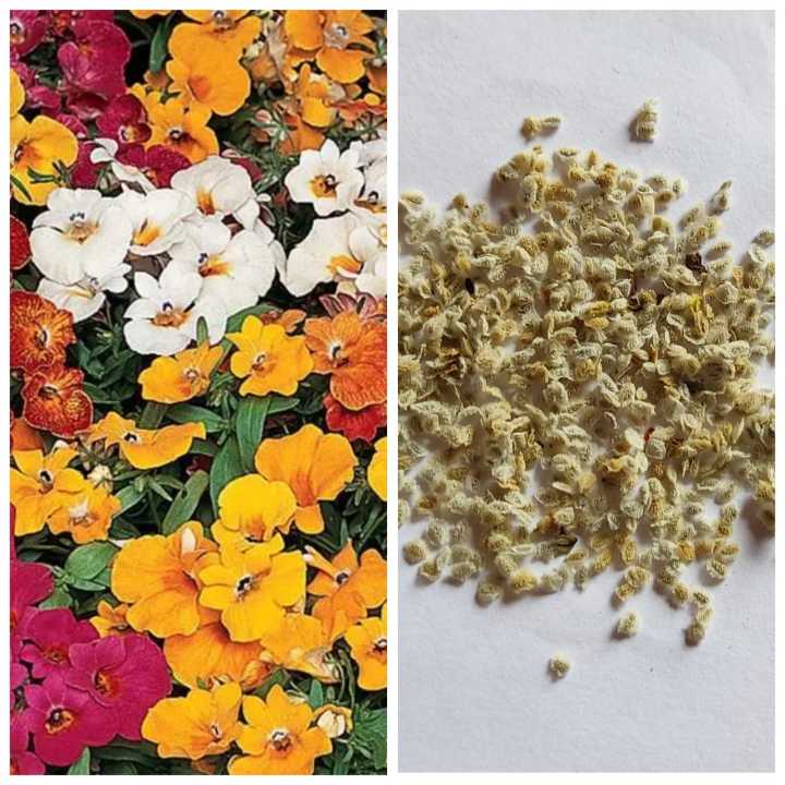 Pack Of Nemesia Flower Seeds Mixed (50 Plus Seed) Loose Pack - Seeds |