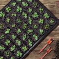 NAMUNY 10 Pack Seed Tray, 72 Cell Seedling Trays with Drain Holes, Reusable Seed Kit, Mini Propagator Plant. 