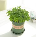 Mint Seeds Pudina Herb Seeds Mint Herb Seeds Peppermint 20 Plus Seeds Loose Pack. 