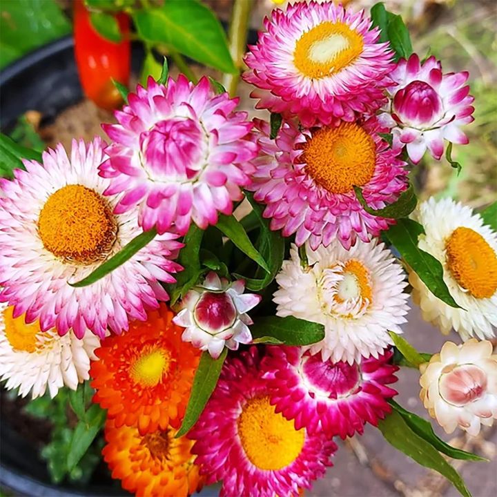 20+%20Loose%20Packed%20Seed%20Of%20Mixed%20Strawflower%20Everlasting%20Paper%20Daisy%20Seeds%20Xerochrysum(Helichrysum)%20Bracteatum%20Flower,%20Excellent%20Quality%20Seed%20Can%20Grow%20All%20Over%20Nepal%20-%20Image%202
