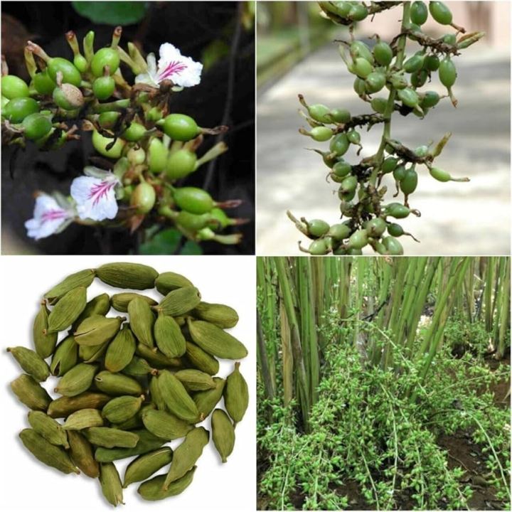 Green%20Cardamom%201Kg%20%20Sukumel%20-1%20Kg%20-%20Image%203