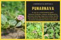Punarnawa - 250 Gm. 