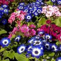 20 Plus Seeds Of Mix Cinenaria - Flower Seeds For Planting (Loose Packet). 