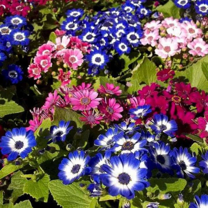 20%20Plus%20Seeds%20Of%20Mix%20Cinenaria%20-%20Flower%20Seeds%20For%20Planting%20(Loose%20Packet)%20-%20Image%205