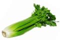 Celery Seeds 50 Nos Kitchen Garden Balcony Vegetable. 