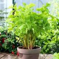 Celery 40 Seeds Apium Kitchen Garden Balcony Vegetable. 