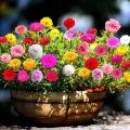 Portuluca Flower Seeds - Double Mix - 20+ in Count. 