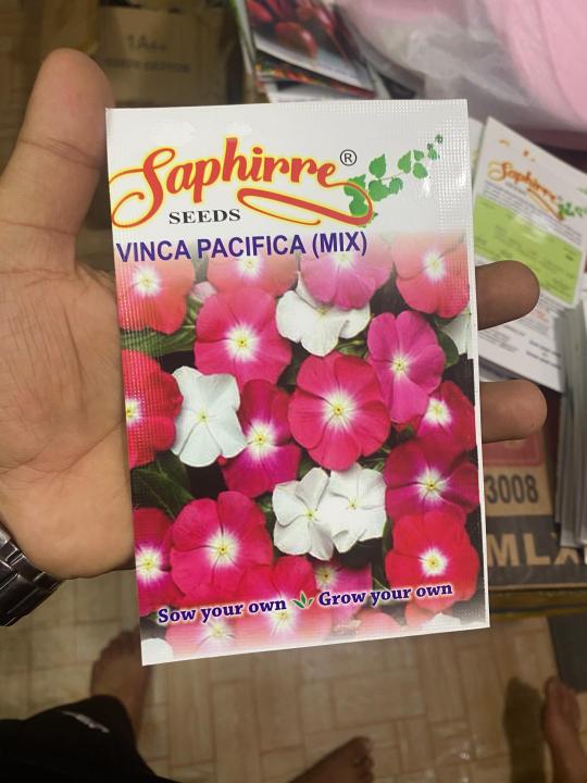 99 Mall Offer 1 Packet of Vinca Seeds – Catharanthus Roseus ‘Pacifica Lipstick Mix XP’ | Includes 50+ Premium Seeds of Vibrant Vinca Pacifica Mix By 99 Stores
