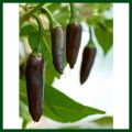 Chilli Hybrid DeepKali - Jire Khursani Seeds 20+ loose Packed Seed In Count. 