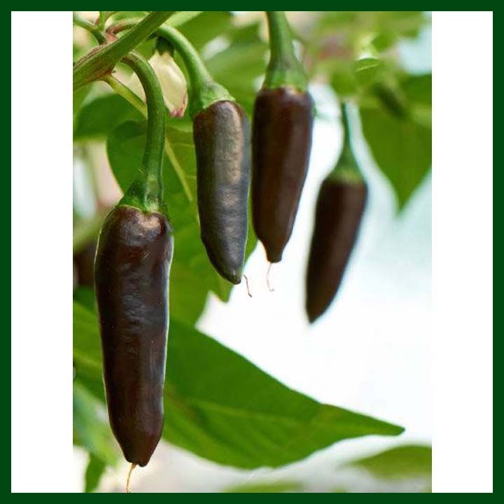Chilli%20Hybrid%20DeepKali%20-%20Jire%20Khursani%20Seeds%2020+%20loose%20Packed%20Seed%20In%20Count%20-%20Image%202