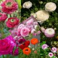 Garden Plant Seed Flower Seed 10+ Mixed Color Flowers Ranunculus Seeds Asiaticus Persian Buttercup Ranunculus Flowers Seeds Light Fragrant. 