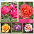 Mixed 10 Types Of Rose Seeds Total 50 Seeds. 