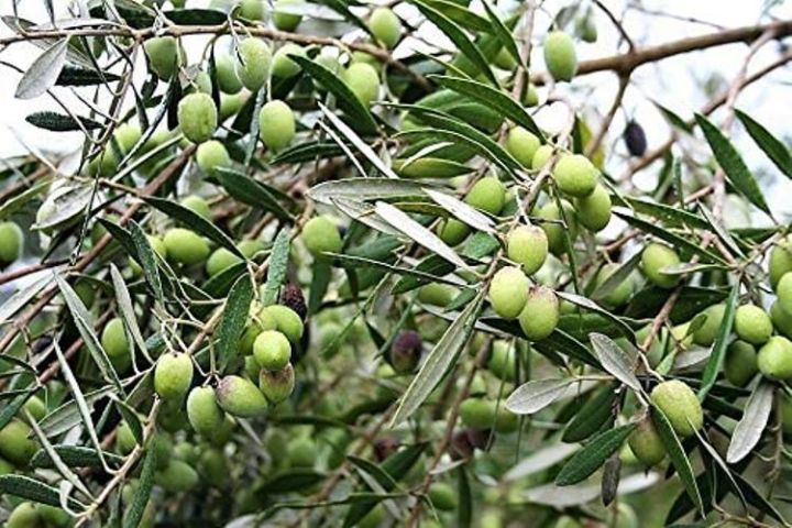 Tree Seeds- 1 Packet Seeds Of Jaitun |Olive | जैतुन (Olea cuspidata) 10 Gram Olive Tree Edible Common Green Black Fruit Seeds